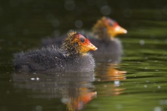 Eurasian Coot (Fulica atra) juvenile, Baden-Wuerttemberg, Germany