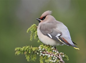 Bohemian Waxwing (Bombycilla garrulus), Hordaland, Norway