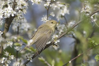 Willow Warbler (Phylloscopus trochilus), Saxony, Germany