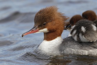 Common Merganser (Mergus merganser) female with chicks, Bavaria, Germany
