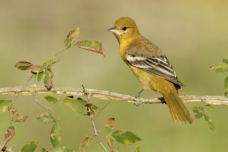 Baltimore Oriole (Icterus galbula) female, Texas, USA