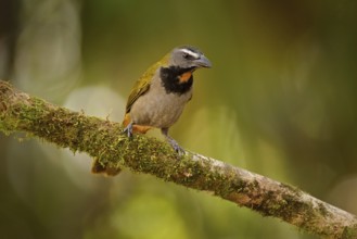 Buff-throated Saltator, Saltator maximus, exotic bird sitting on the branch in the green forest.