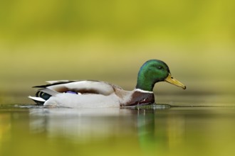 Water bird Mallard, Anas platyrhynchos, with reflection in the water. Bird in the green river,