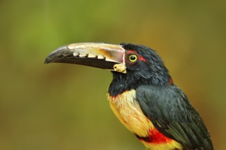 Portrait of toucan. Collared Aracari, Pteroglossus torquatus, bird with big bill. Toucan sitting on