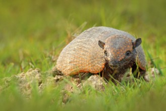 Six-Banded Armadillo, Yellow Armadillo, Euphractus sexcinctus, Pantanal, Brazil. Wildlife scene