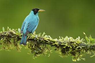 Green Honeycreeper, Chlorophanes spiza, exotic tropic malachite green and blue bird form Costa Rica