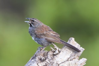 Five-striped Sparrow Amphispiza quinquestriata Santa Rita Mountains, Santa Cruz County, Arizona,