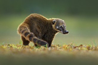South American Coati, Nasua nasua, beautiful sun light. Coati nature habitat, Pantanal, Brazil