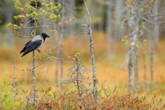 Hooded Crow, Corvus cornix, in orange forest leaves. Bird with orange fall down leaves and morning