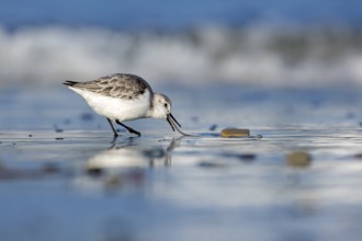 Sanderling (Calidris alba) foraging, Schleswig-Holstein, Germany