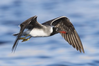 White-eyed Gull (Ichthyaetus leucophthalmus) flying, Eilat, Israel
