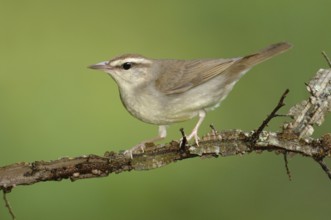 Swainson's Warbler (Limnothlypis swainsonii), Texas, USA