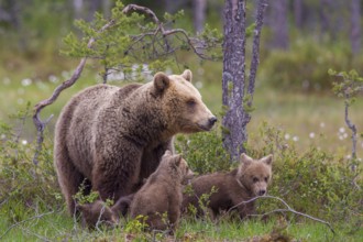 Eurasian Brown Bear (Ursus arctos) mother with cubs, Finland