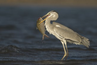 Grey Heron (Ardea cinerea), with fish in its beak, Oman
