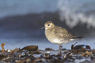 European Golden Plover (Pluvialis apricaria), Schleswig-Holstein, Germany