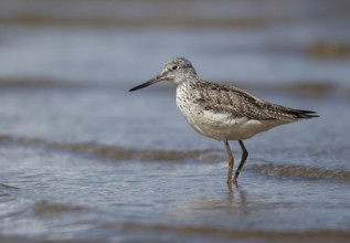 Common Greenshank (Tringa nebularia), Schleswig-Holstein, Germany