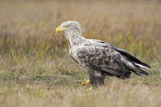 White-tailed Eagle (Haliaeetus albicilla), Poland