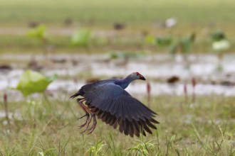 Grey-headed Swamphen (Porphyrio poliocephalus) flying, Bueng Boraphet, Thailand