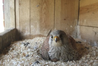 Common Kestrel (Falco tinnunculus) male, Lower Saxony, Germany