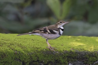 Forest Wagtail (Dendronanthus indicus), Malaysia