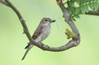 Spotted Flycatcher (Muscicapa striata), Lower Saxony, Germany