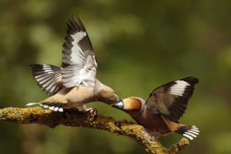 Hawfinch (Coccothraustes coccothraustes) males wrangling, Utrecht, Netherlands