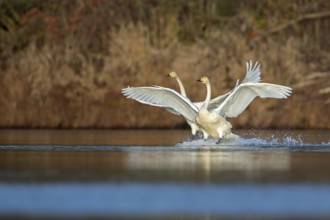 Whooper Swan (Cygnus cygnus), Saxony-Anhalt, Germany