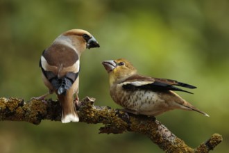 Appelvink man voert een appelvink jong, Hawfinch male is feeding juvenile