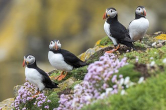Atlantic Puffin (Fratercula arctica) group, Saltee Islands, Ireland