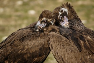 Cinereous Vulture (Aegypius monachus) couple preening the plumage, Castile and Leon, Spain