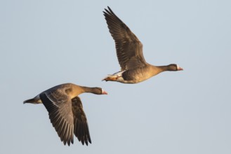 Greater White-fronted Goose (Anser albifrons) flying, North Rhine-Westphalia, Germany