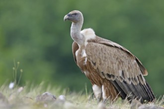 Griffon Vulture (Gyps fulvus), Rhodopen, Bulgaria
