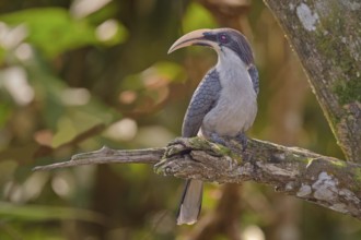 Ceylon-Grautoko im Regenwald von Sri Lanka