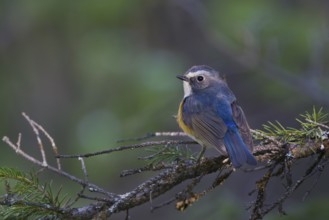 Orange-flanked Bluetail - Blauschwanz - Tarsiger cyanurus, Kazakhstan, male