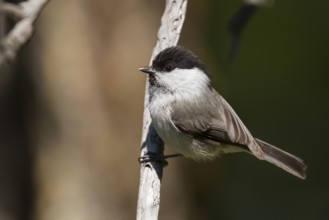 Willow Tit - Weidenmeise - Poecile montanus ssp. baicalensis, Kazakhstan (Altai)