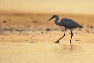 Little Egret (Egretta garzetta) foraging, Camargue, France