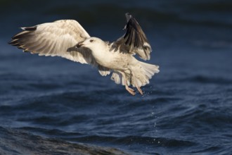 Great Black-backed Gull (Larus marinus) juvenile flying, North Sea, Germany
