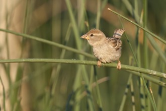 Spanish Sparrow - Weidensperling - Passer hispaniolensis ssp. hispaniolensis, adult female, Croatia