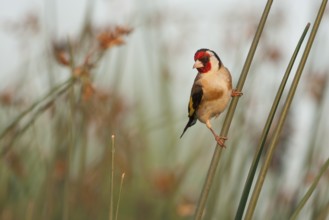European Goldfinch - Stieglitz - Carduelis carduelis ssp. balcanica, Croatia, adult male