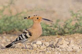 Wiedehopf, Hoopoe, Eurasian Hoopoe, Upupa epops, Huppe fasciée, Abubilla
