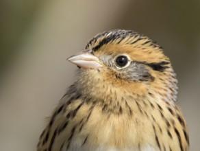 Portrait of a Le Conte's Sparrow, Toxostoma lecontei, perching in the grass in a Saskatoon marsh,