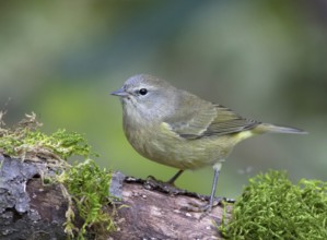 Orange-crowned Warbler, Oreothlypis celata, perched on a log in the Autumn in Saskatoon,