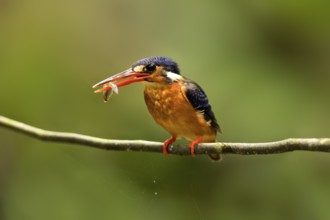 Blue-eared Kingfisher (Alcedo meninting) female perched on a branch with fish in beak, Selangor,