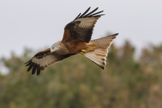 Red Kite (Milvus milvus), in flight, Castile and Leon, Spain