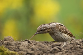 Eurasian Wryneck (Jynx torquilla) foraging, Saxony, Germany