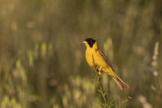 Black-headed Bunting (Emberiza melanocephala) male, Cyprus