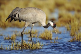Common Crane, Grus grus, big bird in the nature habitat, Lake Hornborga, Sweden. Wildlife scene