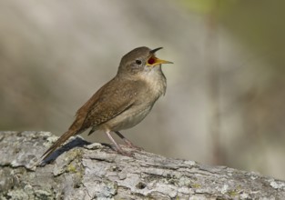 House Wren (Troglodytes aedon) singing, Ohio, USA