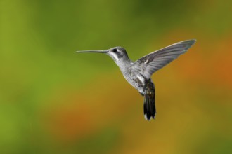 Plain-capped Starthroat Heliomaster constantii Puerto Vallart, Jalisco, Mexico 14 June Adult