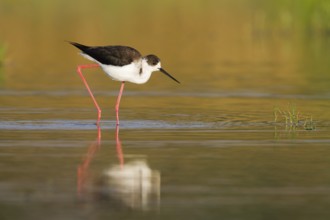 Black-winged Stilt (Himantopus himantopus), Cyprus